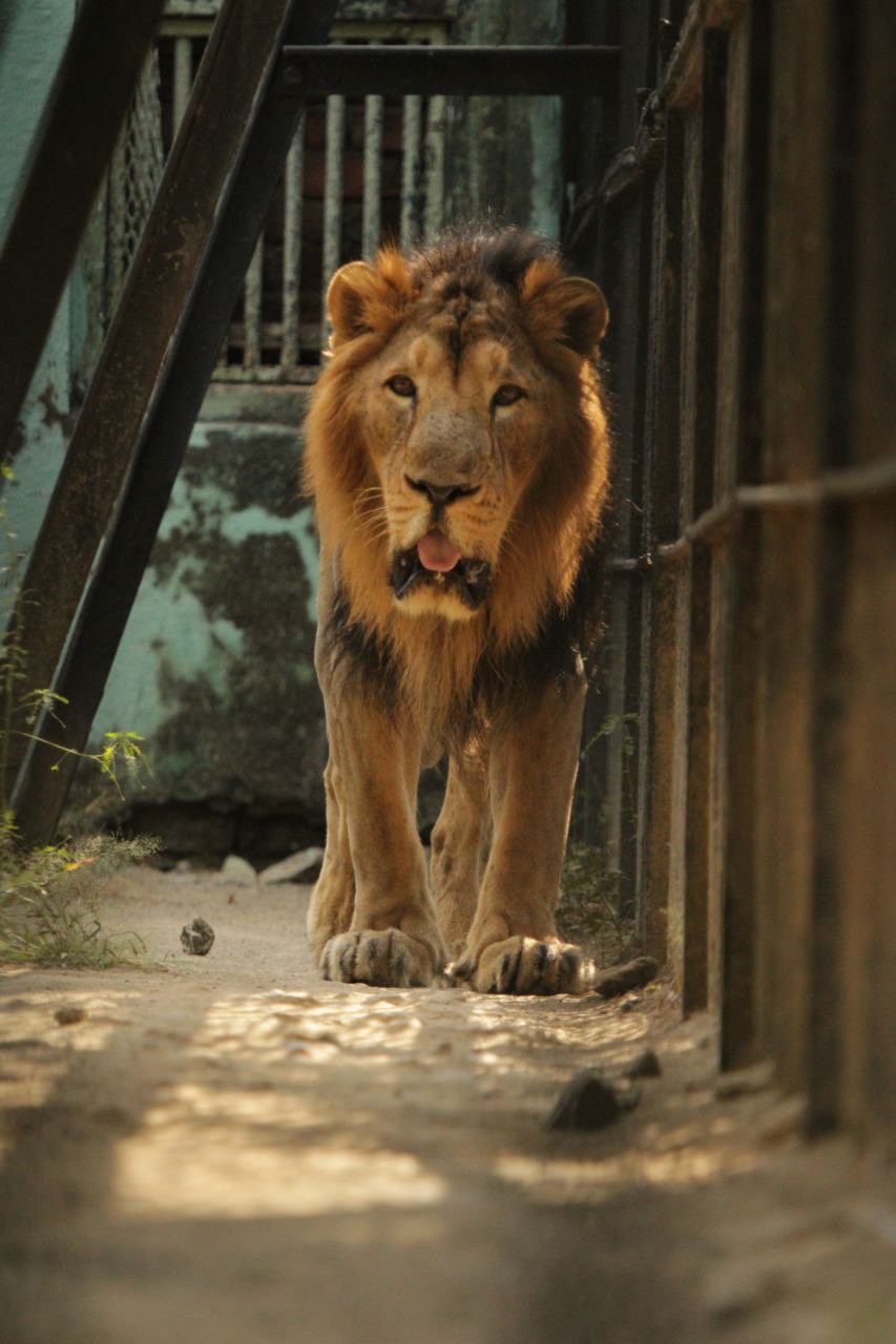 a lion standing in a doorway